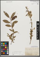 Foto von Salix triandra subsp. triandra L.